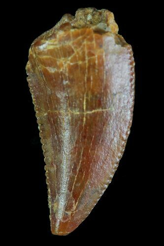 Serrated, Raptor Tooth - Morocco #72624